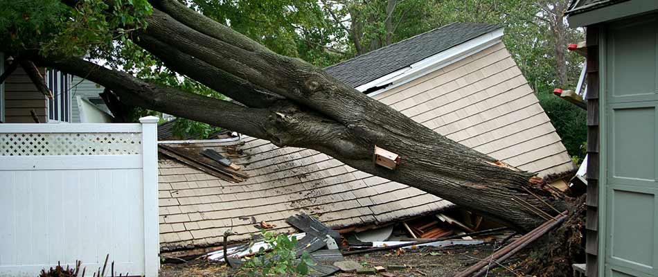 Fallen Tree Damage