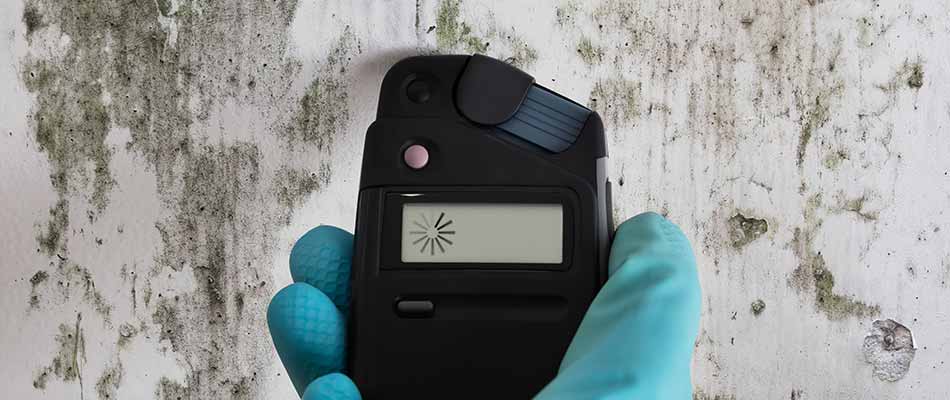 Mold Testing